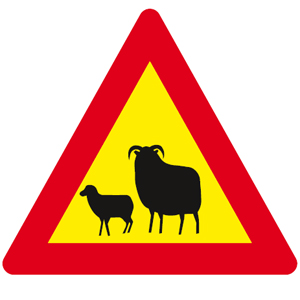 Sheep on or by the road